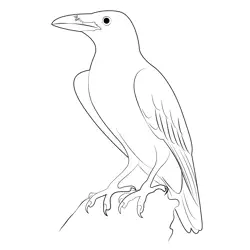 Raven 7 Free Coloring Page for Kids