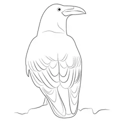 Raven 8 Free Coloring Page for Kids