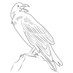 Raven 9 Free Coloring Page for Kids