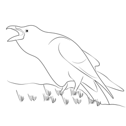 Raven Bird 1 Free Coloring Page for Kids