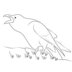 Raven Bird 1 Free Coloring Page for Kids