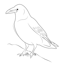 Raven Bird 3 Free Coloring Page for Kids