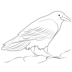 Raven Bird 4 Free Coloring Page for Kids