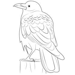 Raven Bird Free Coloring Page for Kids