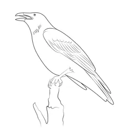 Raven Crow Free Coloring Page for Kids