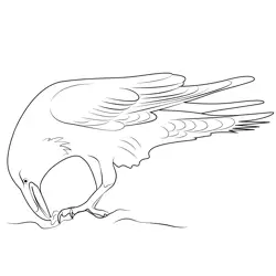 Ravens Eating Free Coloring Page for Kids