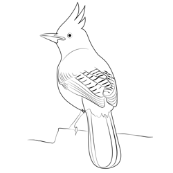 Sitting Stellers Jay Free Coloring Page for Kids