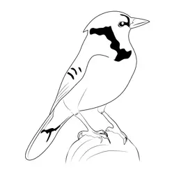 Small Blue Jay Free Coloring Page for Kids