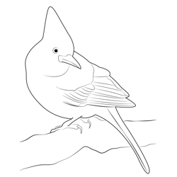 Stellers Jay Coloring Pages for Kids - Download Stellers Jay printable ...