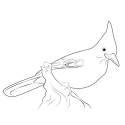 Steller's Jay 1 Free Coloring Page for Kids