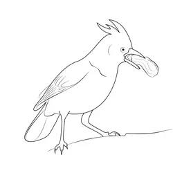 Stellers Jay 1 Free Coloring Page for Kids