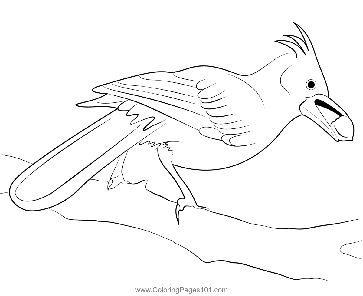 Steller's Jay 2 Coloring Page for Kids - Free Crows Printable Coloring ...