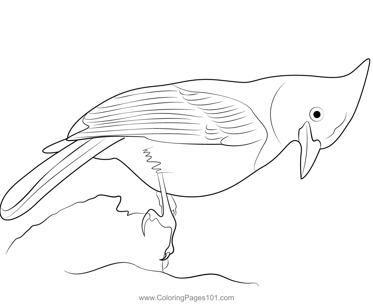 Steller's Jay 3 Coloring Page for Kids - Free Crows Printable Coloring ...