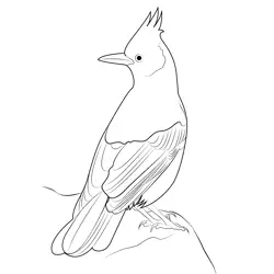 Steller's Jay 4 Free Coloring Page for Kids
