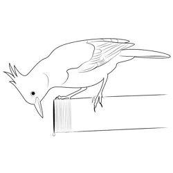 Steller's Jay 5 Free Coloring Page for Kids
