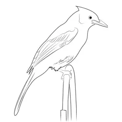 Steller's Jay 6 Free Coloring Page for Kids