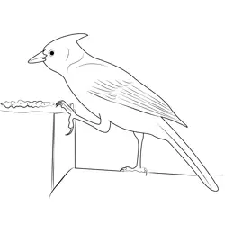 Steller's Jay 7 Free Coloring Page for Kids
