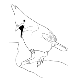 Steller's Jay 7 Coloring Page for Kids - Free Crows Printable Coloring ...