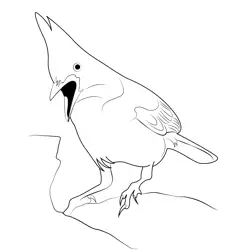 Steller's Jay 8 Free Coloring Page for Kids