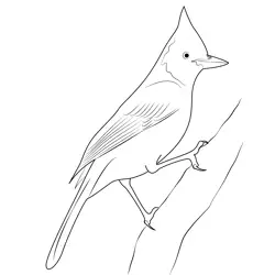 Stellers Jay Bird Free Coloring Page for Kids