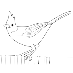 Steller's Jay Calling Free Coloring Page for Kids