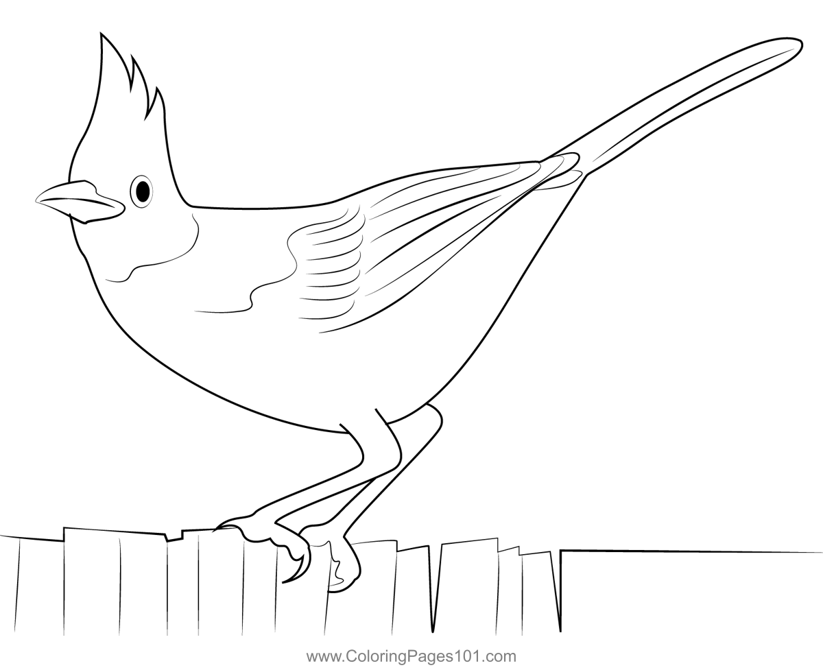 Steller's Jay Calling Coloring Page for Kids - Free Crows Printable ...