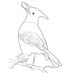 Stellers Jay Eating Free Coloring Page for Kids