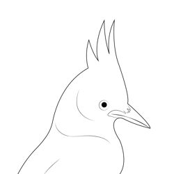 Stellers Jay Face Free Coloring Page for Kids