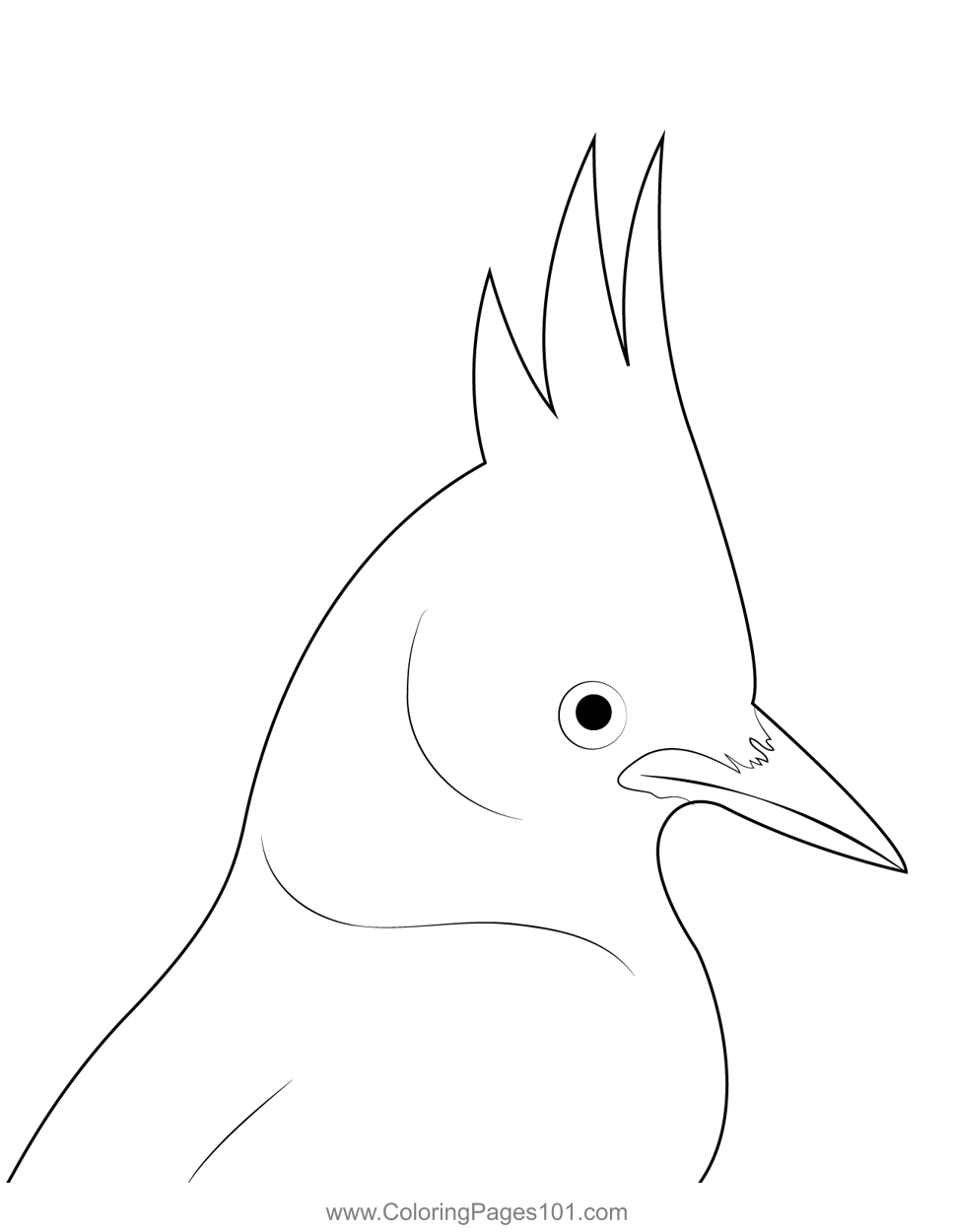 Stellers Jay Face