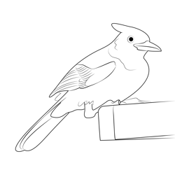 Steller's Jay In Garden Free Coloring Page for Kids