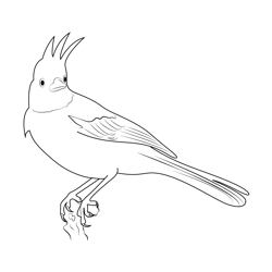 Steller's Jay On A Branch Free Coloring Page for Kids