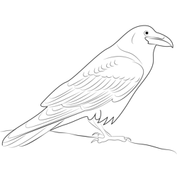 The Raven Bird Free Coloring Page for Kids