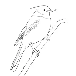 The Steller's Jay Free Coloring Page for Kids
