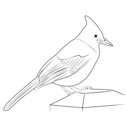 This Steller's Jay Free Coloring Page for Kids