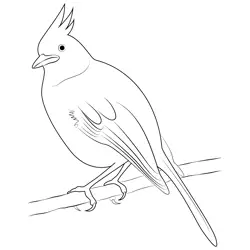 Wild Stellers Jay Free Coloring Page for Kids