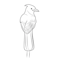 Yellow Head Steller's Jay Free Coloring Page for Kids