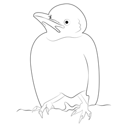 Young Raven Free Coloring Page for Kids