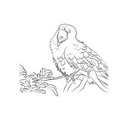 Asian Koel 1 Free Coloring Page for Kids