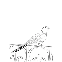 Asian Koel 10 Free Coloring Page for Kids