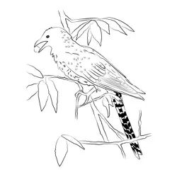 Asian Koel 11 Free Coloring Page for Kids