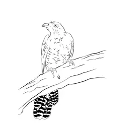 Asian Koel 2 Free Coloring Page for Kids