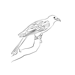 Asian Koel 3 Free Coloring Page for Kids