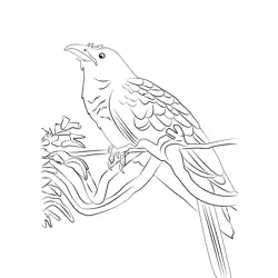 Asian Koel 4 Free Coloring Page for Kids