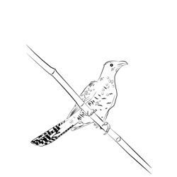 Asian Koel 5 Free Coloring Page for Kids