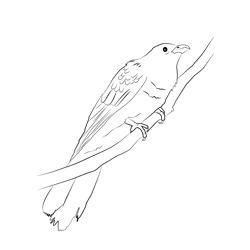 Asian Koel 6 Free Coloring Page for Kids