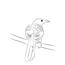 Asian Koel 9 Free Coloring Page for Kids