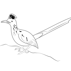 Attractive Road Runner Free Coloring Page for Kids
