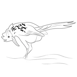 Black Road Runner Free Coloring Page for Kids