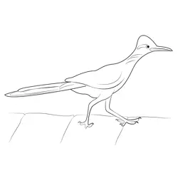 Greater Roadrunner Free Coloring Page for Kids
