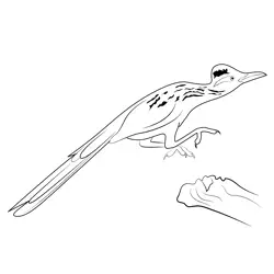 Leaping Roadrunner Free Coloring Page for Kids